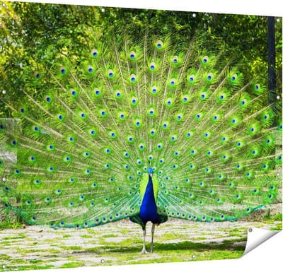 Gards Tuinposter Pauw met Grote Kleurrijke Veren - 150x120 cm - Tuindoek - Tuindecoratie - Wanddecoratie buiten - Tuinschilderij