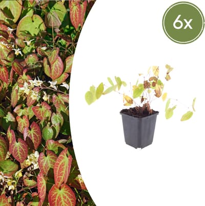 Tuinplantenshop.com | Epimedium y. 'Niveum' | 6 stuks - Ø9cm - 10-25cm hoog - Tuinplant