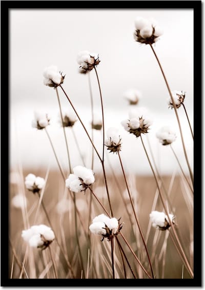 Poster veld van katoenplanten - 21cm x 30cm a4 - vintage - woonkamer - slaapkamer - bloemen posters - goedkoop - muurposter - natuur - wanddecoratie