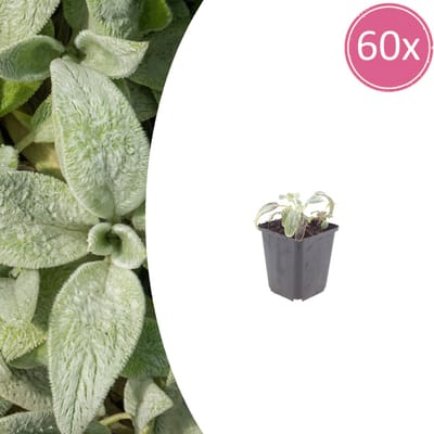 Tuinplantenshop.com | Stachys byzantina 'Silver Carpet' | 60 stuks - Ø9cm - 10-25cm hoog - Tuinplant
