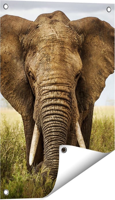 Gards Tuinposter Olifant in het Wild - Kleur - 40x60 cm - Tuindoek - Tuindecoratie - Wanddecoratie buiten - Tuinschilderij