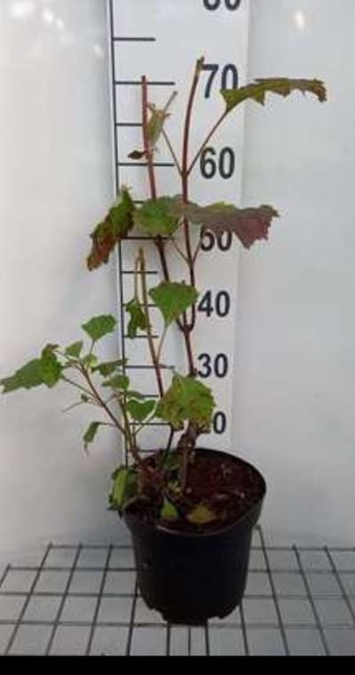 2 x Hydrangea quercifolia - Eikenblad Hortensia 60- 80 cm in pot