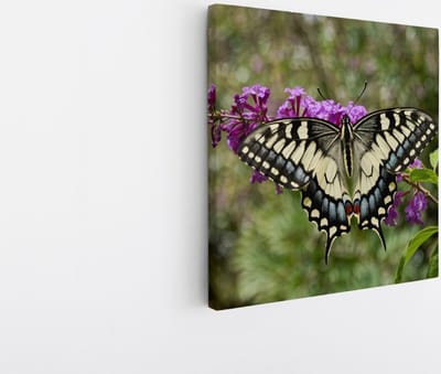 Saammp Canvas Schilderij - Vlinder - Bloemen - Dieren - 20x20 - Foto op canvas - Wanddecoratie - muurdecoratie Woonkamer - Slaapkamer decoratie - Canvas Print