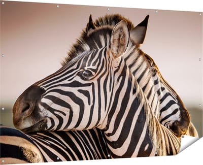 Gards Tuinposter Twee Knuffelende Zebra's - 180x120 cm - Tuindoek - Tuindecoratie - Wanddecoratie buiten - Tuinschilderij