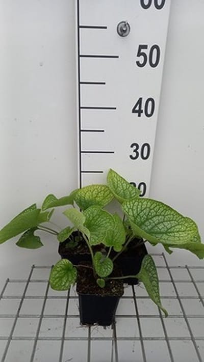 6x Kaukasische vergeet-mij-nietje - Brunnera macr. 'Alexander's Great' | 9x9 cm pot