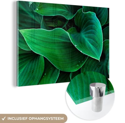 ® Glasschilderij 180x120 cm - Schilderij acrylglas - De donkere hartlelie bladeren - Foto op glas - Muurdecoratie woonkamer - Wanddecoratie slaapkamer - Schilderijen