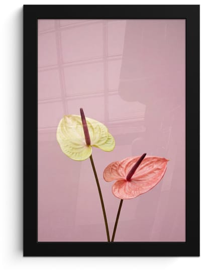 Poster in lijst - Fotolijst 20x30 cm - Posters - Bloemen - Anthuriums - Geel - Roze - Posterlijst zwart - Decoratie - Wanddecoratie woonkamer - Muurdecoratie slaapkamer
