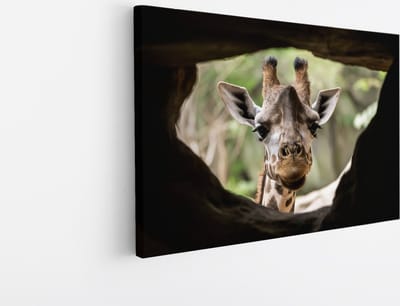 Saammp Canvas Schilderij - Glurende Giraffe - Doorkijk - Dieren - 45x30 - Foto op canvas - Wanddecoratie - Muurdecoratie Woonkamer - Slaapkamer decoratie - Canvas Print