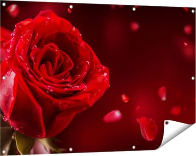 Gards Tuinposter Romantische Rode Roos - 120x80 cm - Tuindoek - Tuindecoratie - Wanddecoratie buiten - Tuinschilderij