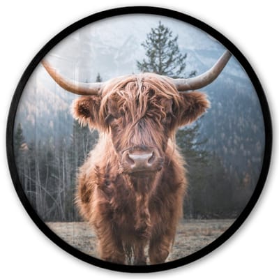 Poster in lijst Rond - Fotolijst 40x40 cm - Posters - Schotse hooglander - Koe - Dieren - Berg - Natuur - Ronde posterlijst zwart - Decoratie - Wanddecoratie woonkamer - Muurdecoratie slaapkamer