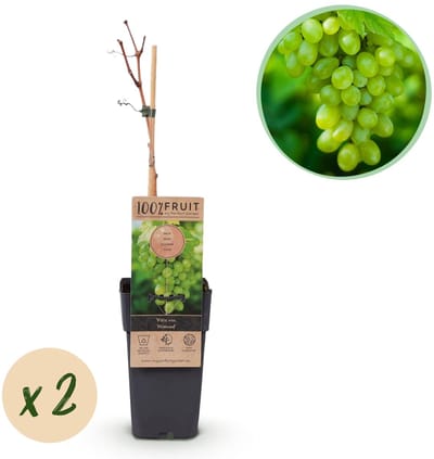 Green boutiQ - Fruitplant - Vitis vinifera Himrod - Druivenplant - Pitarm - Witte Druif - 2 Planten - Pot 15cm - Hoogte 50cm