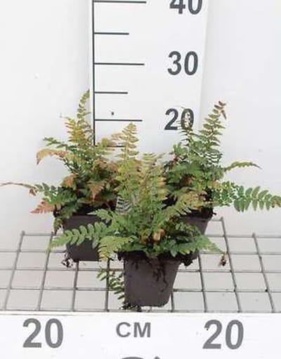 6x Stekelige Schildvaren , Naaldvaren, Stijve Naaldvaren - Polystichum aculeatum | 9x9 cm pot