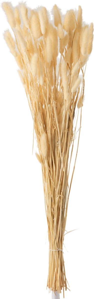 J-Line droogbloemen - Bundel Pluim Hazenstaart - riet - beige - large