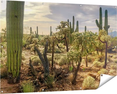 Gards Tuinposter Cactus Planten in het Wild - 150x100 cm - Tuindoek - Tuindecoratie - Wanddecoratie buiten - Tuinschilderij