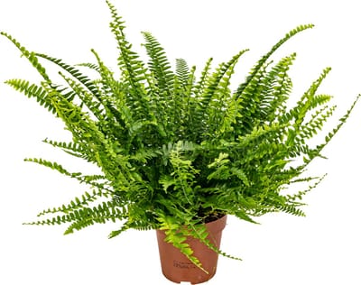 Bloomique - Nephrolepis Green Lady - Krulvaren - Varen - Kamerplanten - Luchtzuiverend - Diervriendelijk - Hoogte 20-30 cm - Pot 12 cm