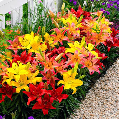 Lelie Bloembollen Winterhard - Lilium Oranje Border Mix - 10 stuks - Bloem bollen Mix Meerjarig - Leliebollen