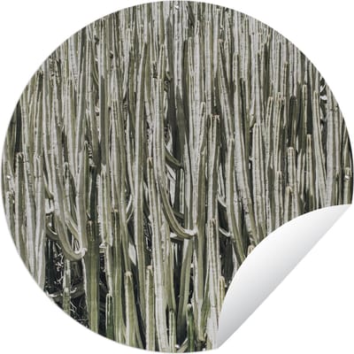 Tuincirkel Cactus - Natuur - Vetplanten - 60x60 cm - Ronde Tuinposter - Buiten