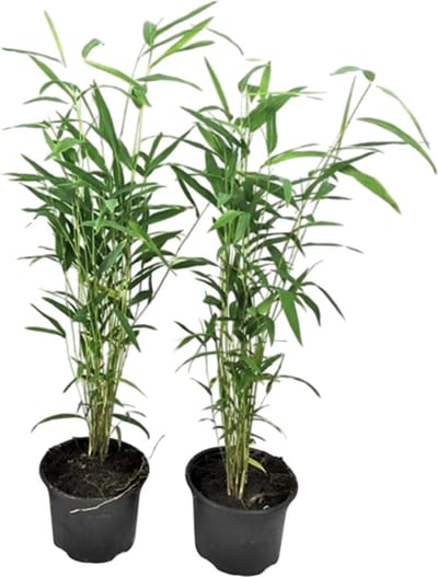 Plant in a Box - Fargesia papyrifera 'Blue Dragon' - Bamboe - Set van 2 - Pot 13cm - Hoogte 30-40cm