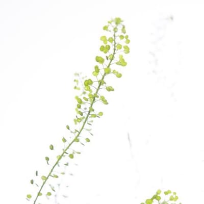 25x Lepid.green bell 80cm