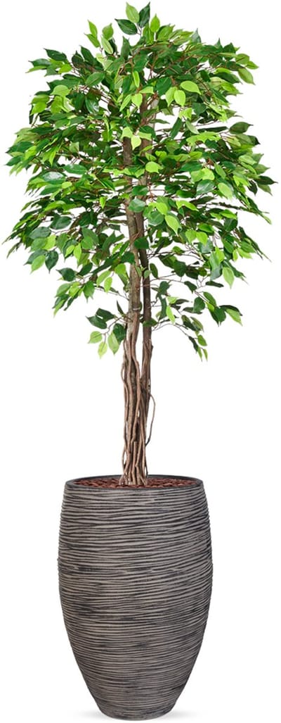 Kunstplant Ficus groen in vaas elegant Rib antraciet H230 cm