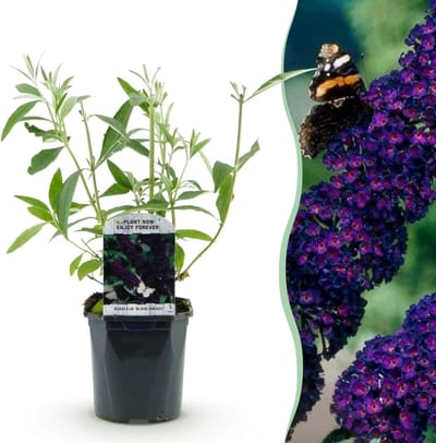 Green boutiQ - Vlinderstruik - Buddleja davidii Purple Emperor - Bloem Paars - 1 Plant - Bladverliezend - Vlinderlokkend - Pot 17cm Hoogte 25cm