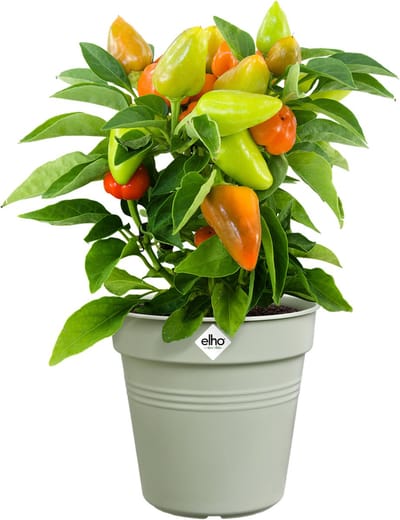 Elho Green Basics Orchidee 17 - Bloempot voor Binnenbuitenkweken En Oogsten - Ø 17.0 x H 15.8 cm - Steengroen