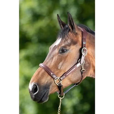 Lederen halster voor paarden HFI Wave