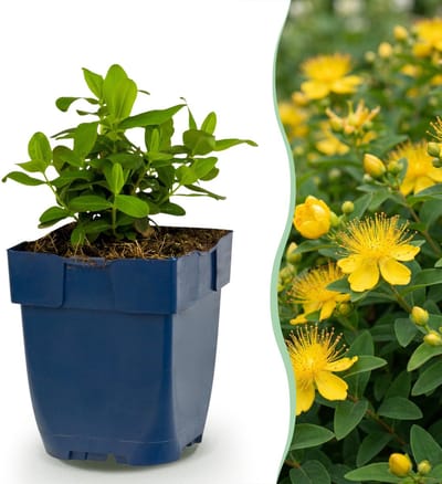 Green boutiQ - Vasteplant - Hypericum calycinum - Sint-Janskruid - Bijen- en vlinderlokkers - Geel - 1 Plant - Pot 11cm - Hoogte 15-25cm