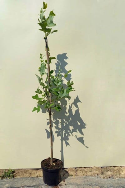 Jonge Amerikaanse Tulpenboom | Liriodendron tulipifera | 100-150cm hoogte