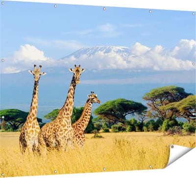 Gards Tuinposter Drie Giraffes in de Savanne - 160x120 cm - Tuindoek - Tuindecoratie - Wanddecoratie buiten - Tuinschilderij