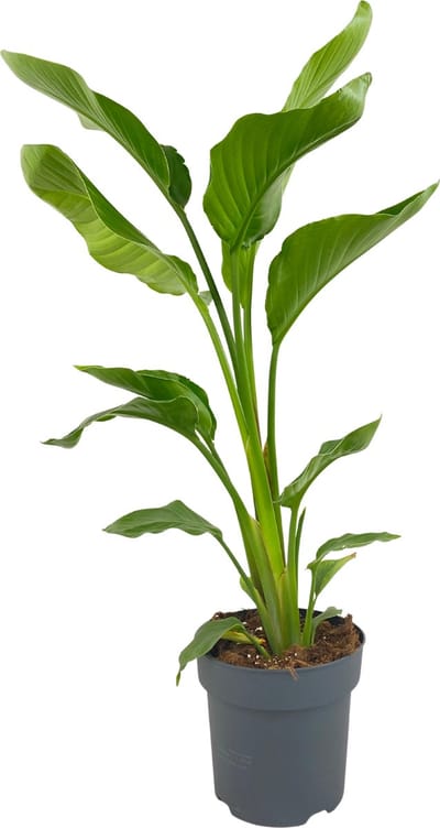 ZynesFlora Strelitzia Nicolai - Paradijsvogelplant - Ø 17 cm - Hoogte: 70-80 cm - Luchtzuiverende Kamerplant