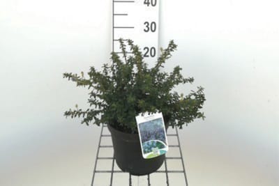 Ceanothus hybr. 'Concha' - Amerikaanse Sering , Sikkelbloem 25- 30 cm in pot