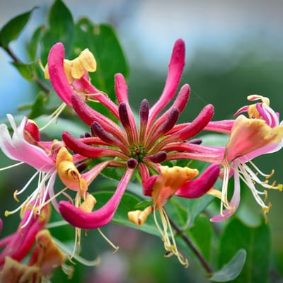Kamperfoelie (Lonicera) - henryi - Vaste planten - Bijen-Vlinders - Snijbloemen - Geurend - Klimplant - Zomerbollen - Voorjaarsbollen