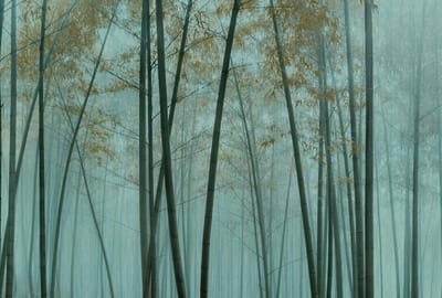 Fotobehang inthebamboo3 DD122108 Livingwalls Walls by Patel 3 Groen Bruin Vlies 270 x 400 cm (4 delen) Goedkoop fotobehang