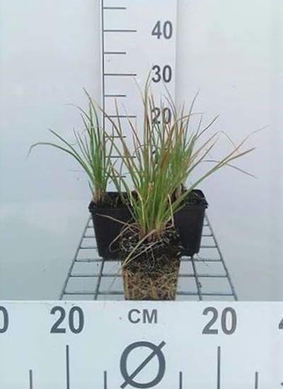 6x Vuurpijl - Kniphofia hybr. 'Little Maid' | 9x9 cm pot