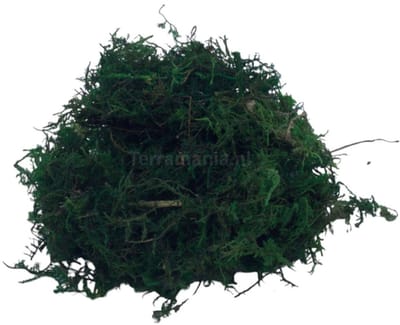 Green Sphagnum Moss 5L