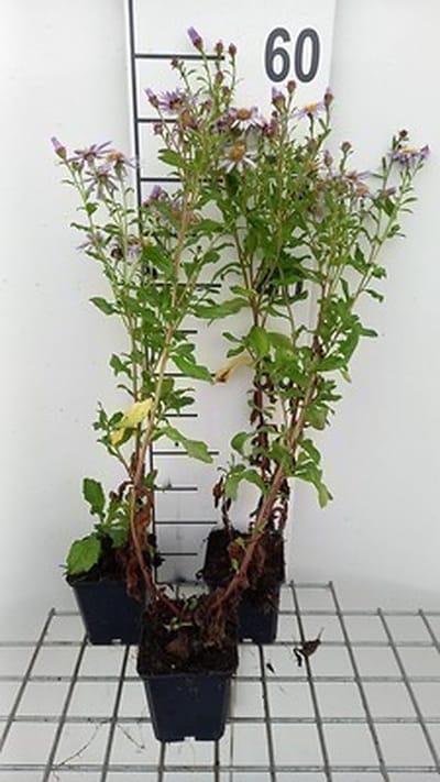 6x Aster - Aster hybr. 'Js Eleven Purple'® | 9x9 cm pot