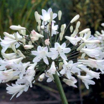 6 x Agapanthus Africanus 'Albidus' - Afrikaanse lelie - Pot 9x9 cm: Witte bloemen, zomerbloeier