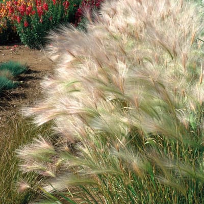 6x Hordeum jubatum Pot 9x9cm - Prachtig siergras voor in de tuin