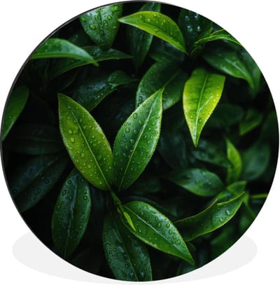WallCircle - Wandcirkel - Muurcirkel - Bladeren - Regendruppels - Licht - Groen - Aluminium - Dibond - 30x30 cm - Binnen en Buiten