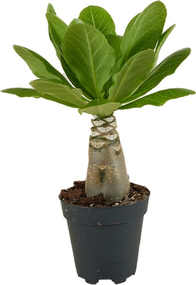 Bloomique - Brighamia Insignis - Hawaii Palm - Kamerplanten - Luchtzuiverend - Gemakkelijk in onderhoud - Hoogte 25-35 cm - Pot 12 cm