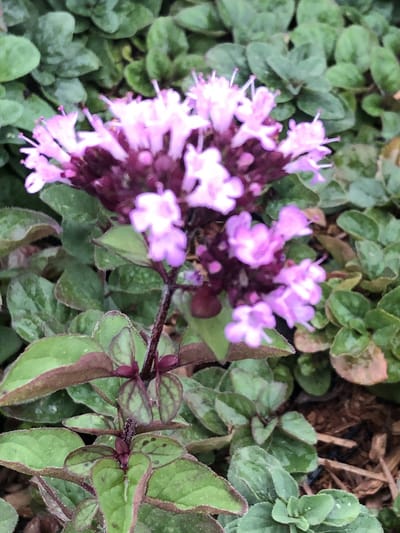 6 x Origanum hybride 'Rosenkuppel' - Marjolein in pot 9 x 9 cm