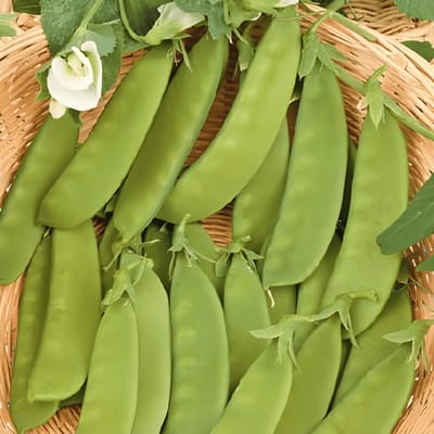 Peulen Zaden Heraut Pisum Sativum Eenjarig Ras