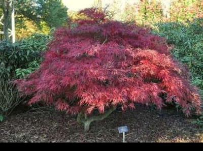 1 x Acer palm. 'Garnet' ('dissect. garnet') - Japanse Esdoorn 'Garnet' 60- 80 cm in pot