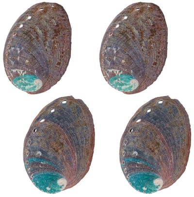 Dailygoods- Abalone Schelp Set van 4 - Natuurlijke Schelpen 3,5 Inch - Smudge Bowl - Meubeldecoratie - Shell Art Crafts - Iriserende Kleuren
