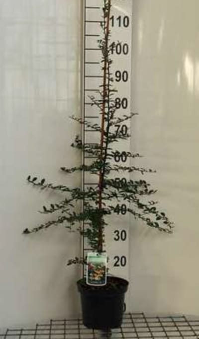 Pyracantha hybr. 'Soleil d'or' - Vuurdoorn 60-80 cm | pot