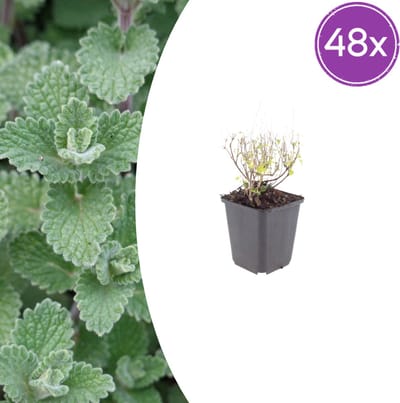 Tuinplantenshop.com | Calamintha n. nepeta | 48 stuks - Ø9cm - 10-25cm hoog - Tuinplant