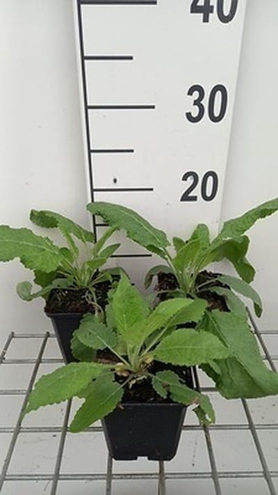 6x Veldsalie - Salvia prat. 'Sky Dance' | 9x9 cm pot