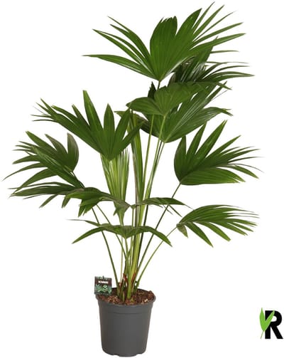 Livistona chinensis 3 pp 120 cm – Kamerplant – Vers Van De Kweker – Potmaat Ø24 cm