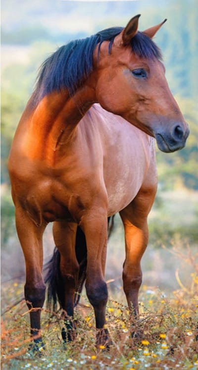 Gezichtshanddoek paard - handdoek - towel - horse - 30 x 50 cm